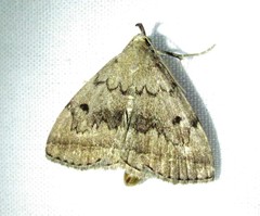Zanclognatha dentata
