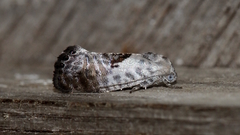 Eupselia carpocapsella