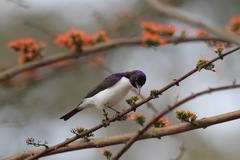 Anthreptes longuemarei