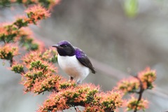 Anthreptes longuemarei