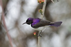 Anthreptes longuemarei