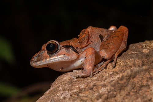 Broadhead Rain Frog, Craugastor laticeps