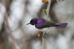 Anthreptes longuemarei