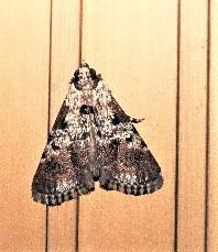 Orthaga rubridiscalis