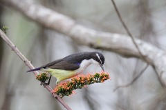 Anthreptes longuemarei