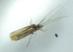 Limnephilus ornatus
