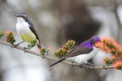 Anthreptes longuemarei