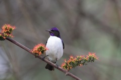 Anthreptes longuemarei