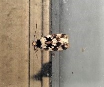 Barea confusella