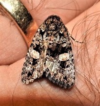 Condica macrosema