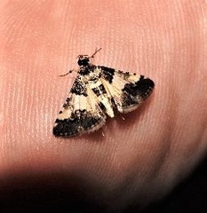 Nacoleia mesochlora