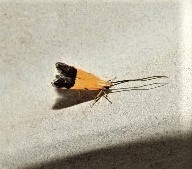 Crocanthes micradelpha