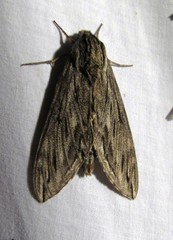 Sphinx canadensis
