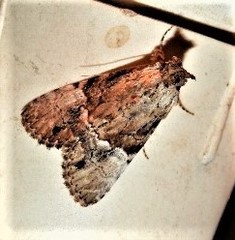 Alophosoma emmelopis