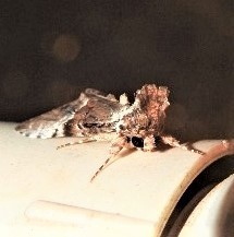 Alophosoma emmelopis