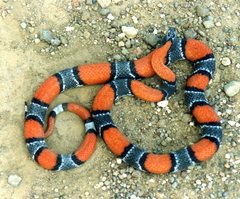 Gray-Banded Kingsnake photo 3