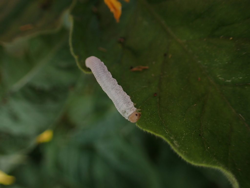 Monostegia nigra
