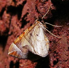 Eulithis testata