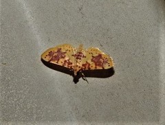 Conogethes haemactalis