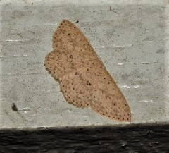Cyclophora turneri