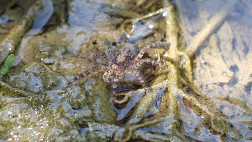 Arctosa lacustris