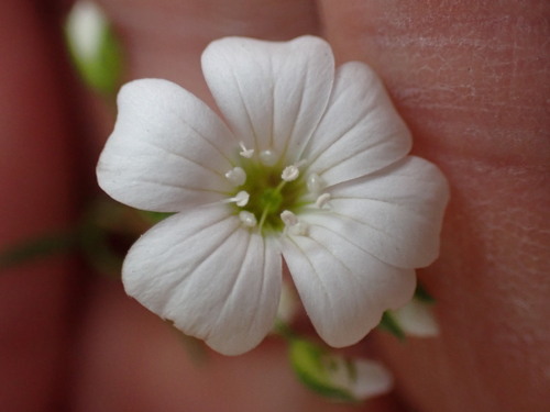 Gypsophila elegans