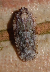 Plectoderini