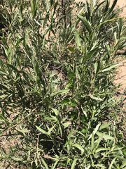 Pechuel-loeschea leubnitziae