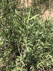 Pechuel-loeschea leubnitziae