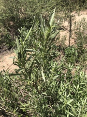 Pechuel-loeschea leubnitziae