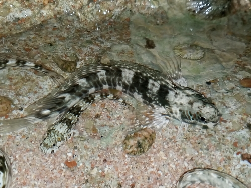 Pallid rockskipper (Istiblennius unicolor) — Blenniidae — 4