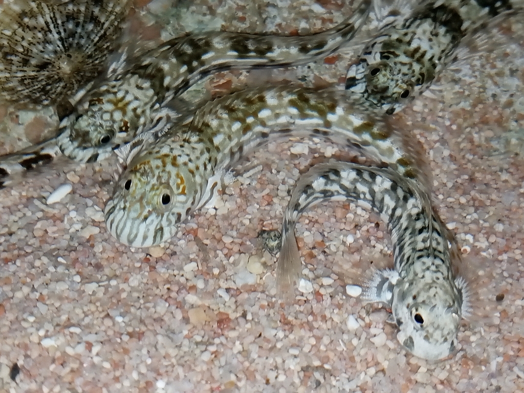 Pallid rockskipper (Istiblennius unicolor) — Blenniidae