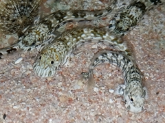 Pallid Rockskipper photo 4