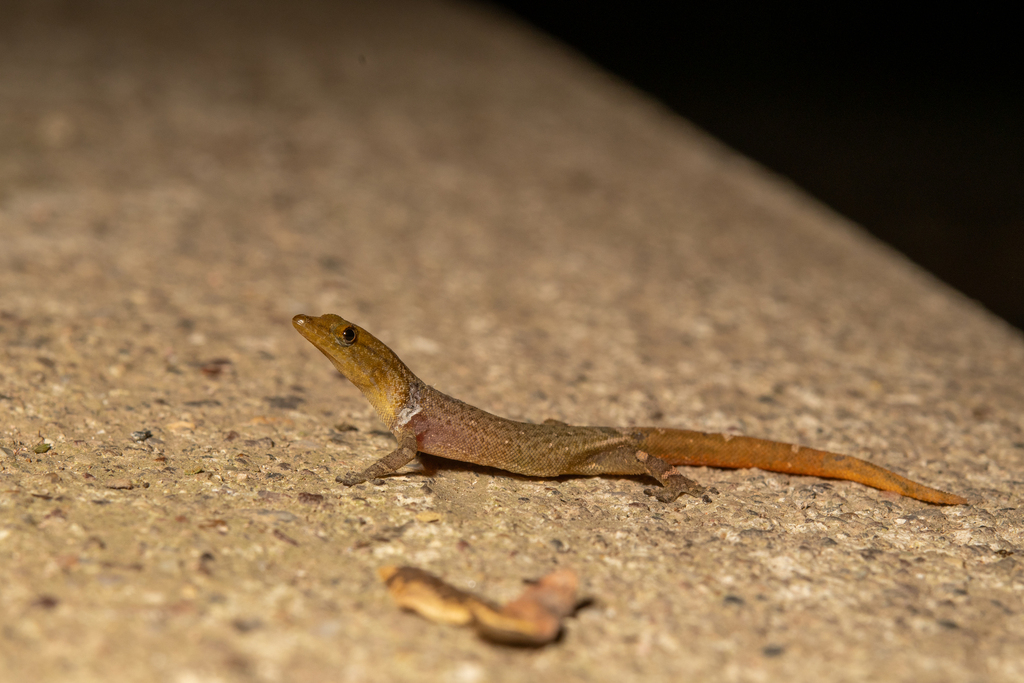 Upper Central American Geckolet