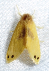 Artaxa digramma