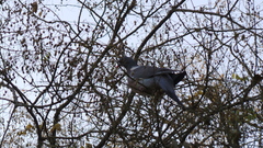 Columba palumbus