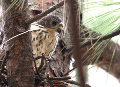 Accipiter minullus