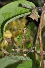 Nephrotoma flavescens