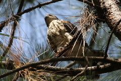 Accipiter minullus