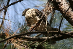 Accipiter minullus