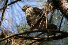 Accipiter minullus