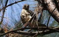 Accipiter minullus
