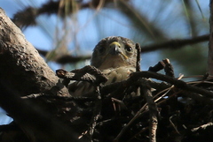 Accipiter minullus