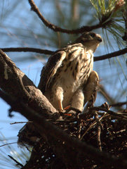Accipiter minullus