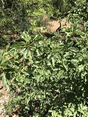 Rotheca wildii glabra