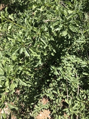 Rotheca wildii glabra