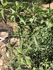 Rotheca wildii glabra