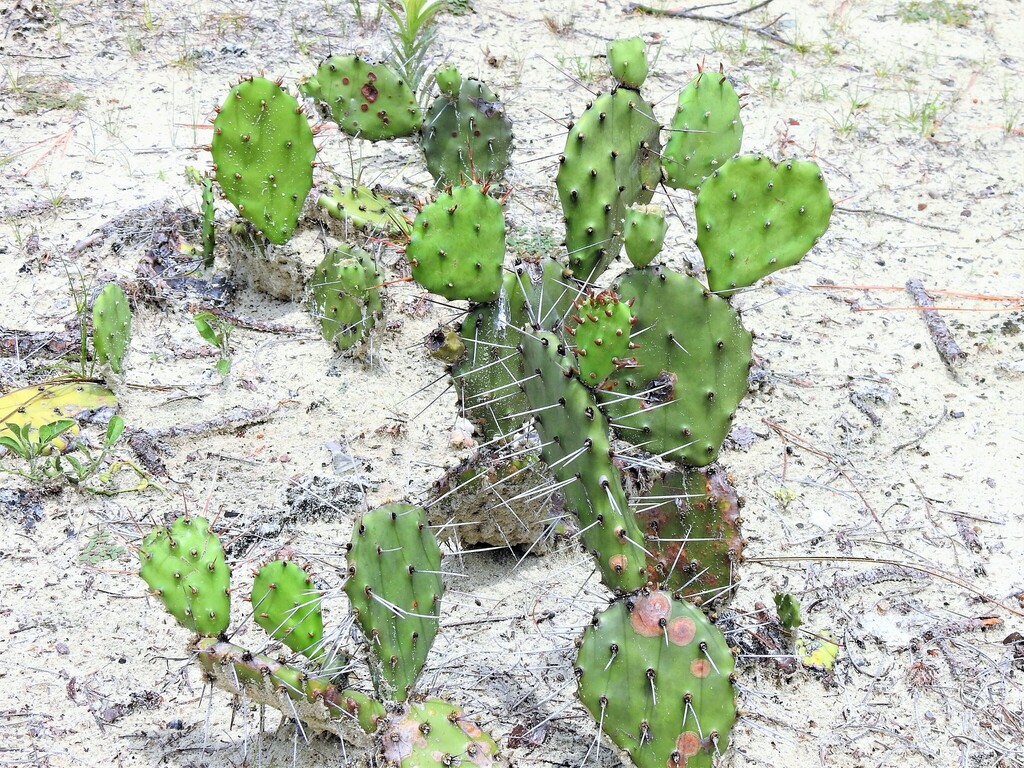 Florida Pricklypear from High Ridge Scrub Natural Area 7300 High Ridge ...