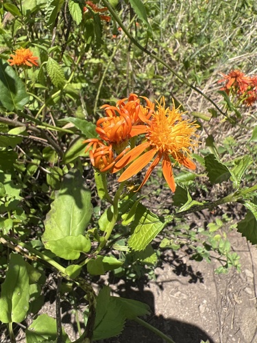 Pseudogynoxys chenopodioides observed 2023-06-20
