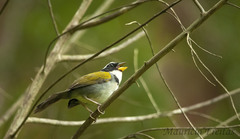 Arremon semitorquatus